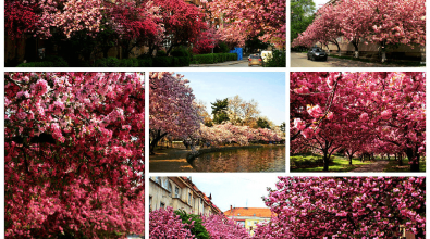uzhgorod-sakura
