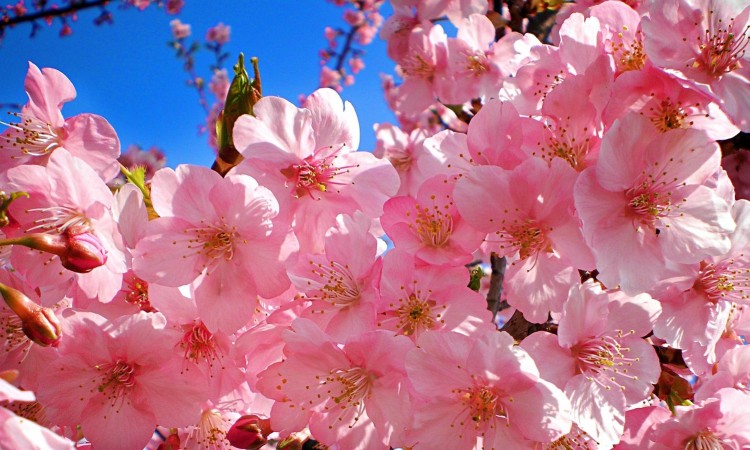 Тур в Закарпатье на цветение МАГНОЛИЙ И САКУРЫ!