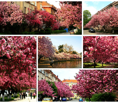 uzhgorod-sakura 